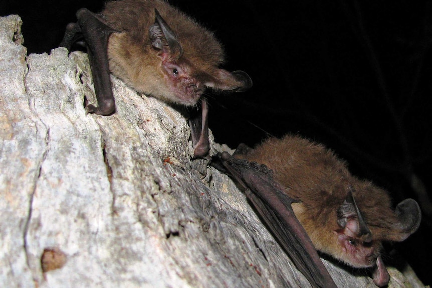 Tasmanian long-eared bats