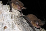 Tasmanian long-eared bats