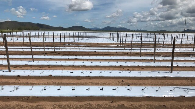 Rows and rows of dead crops at a farm near Bowen.