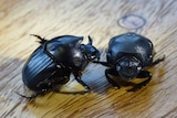 Mediterranean dung beetles, called Bubas bison.