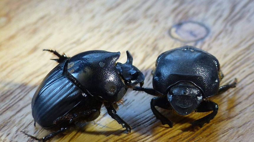 Mediterranean dung beetles, called Bubas bison.