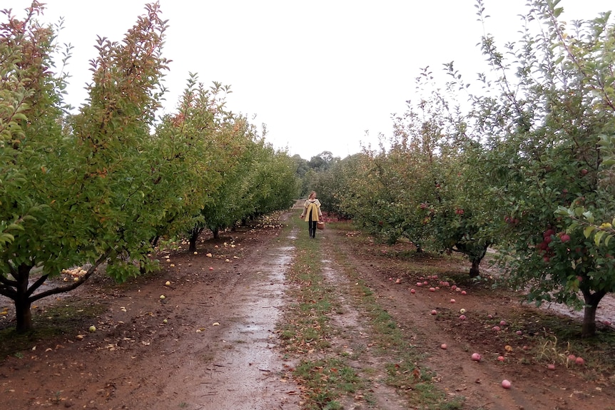 An apple orchard in winter.