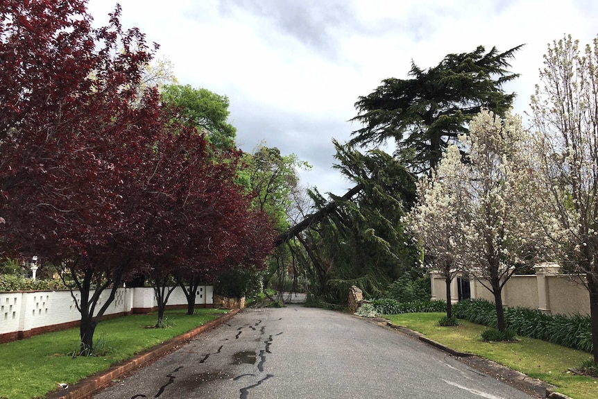 Tree down at Springfield