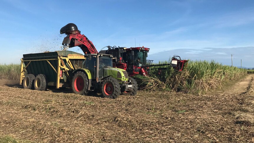 tractor harvesting sugarcane.