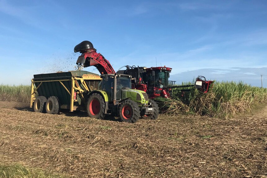 tractor harvesting sugarcane.