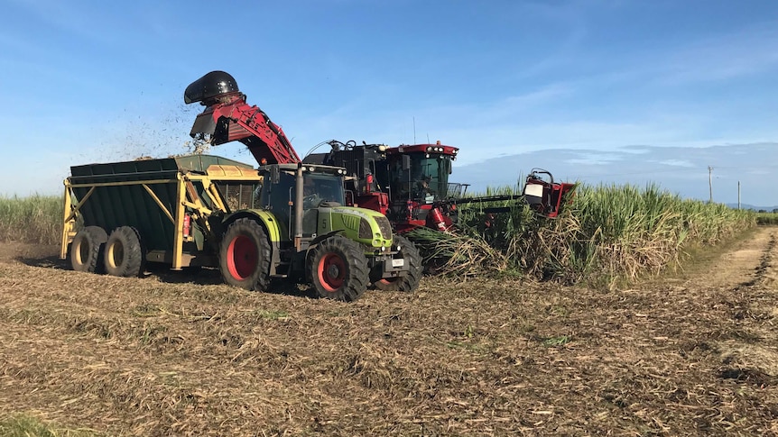 tractor harvesting sugarcane.