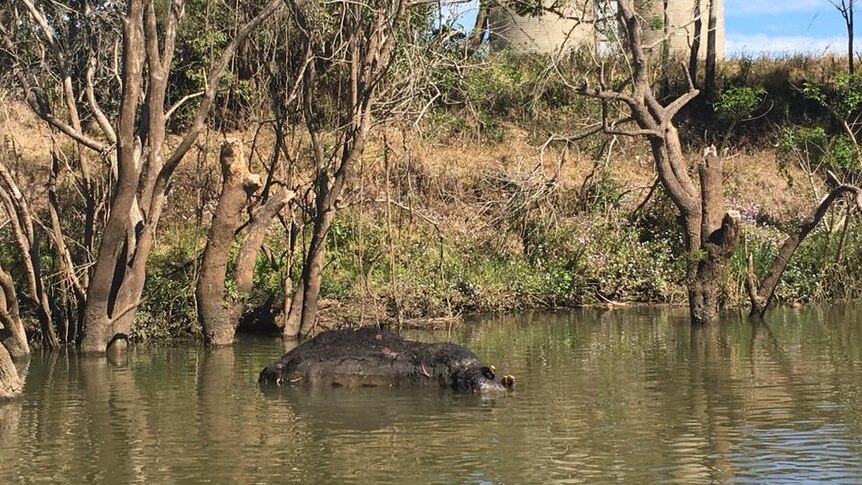 A dead cow floating in the Richmond Rive.r