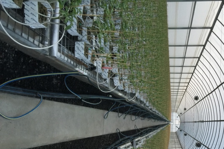 Hundreds of thousands of young propagated grafted tomato seedlings in a newly constructed facility in Withcott