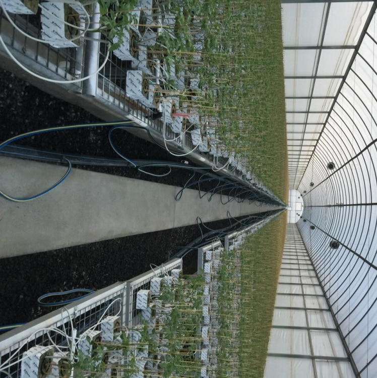 Hundreds of thousands of young propagated grafted tomato seedlings in a newly constructed facility in Withcott