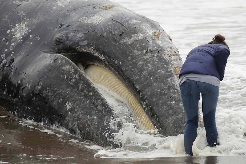 A woman bends over to look at the face of a dead whale as a water laps against her ankles.