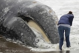 A woman bends over to look at the face of a dead whale as a water laps against her ankles.