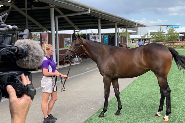 Winx's niece up for sale at the Easter Yearling sales in Sydney.