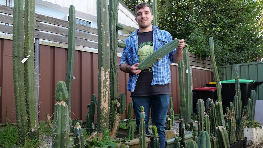 A man in a blue checkered shirt holding a small cactus smiles standing among tall green cacti.
