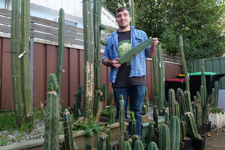 A man in a blue checkered shirt holding a small cactus smiles standing among tall green cacti