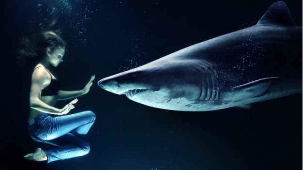 Nightlife: How sharks can help your knees in the future