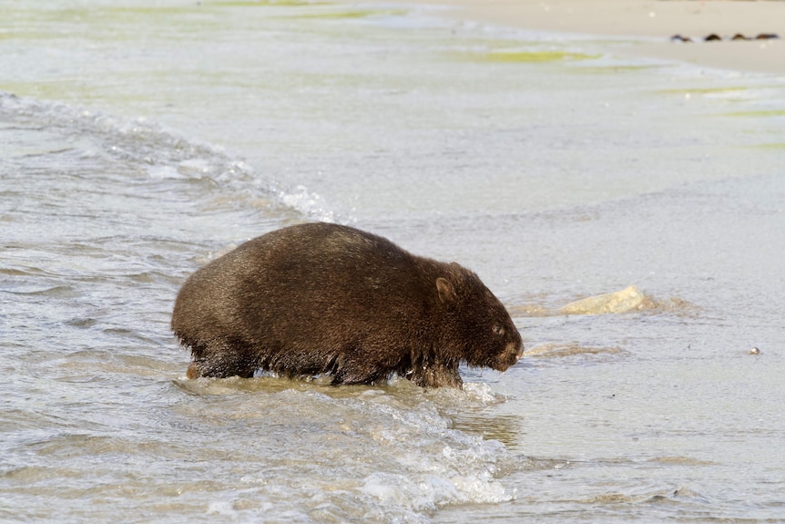 A wombat walks out of the sea onto a beach.