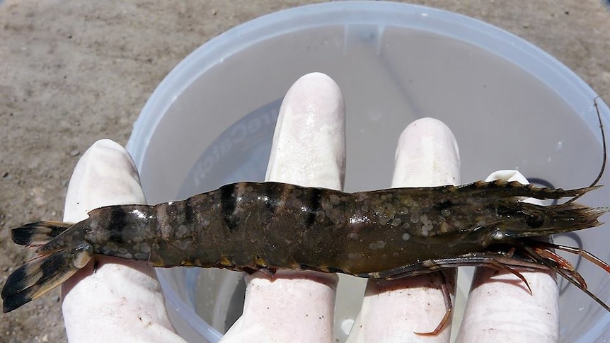 An infected prawn being held in a gloved hand above a bucket.