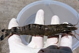 An infected prawn being held in a gloved hand above a bucket.