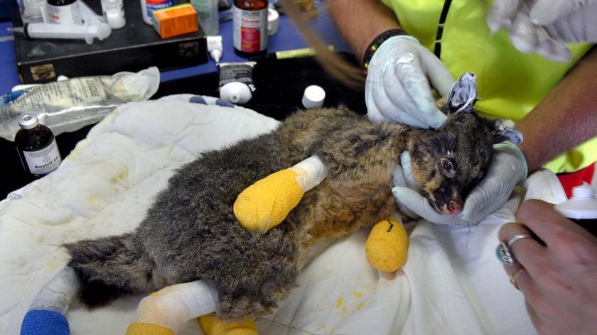 A possum is treated at Whittlesea after being caught in the bushfires that swept through the area.