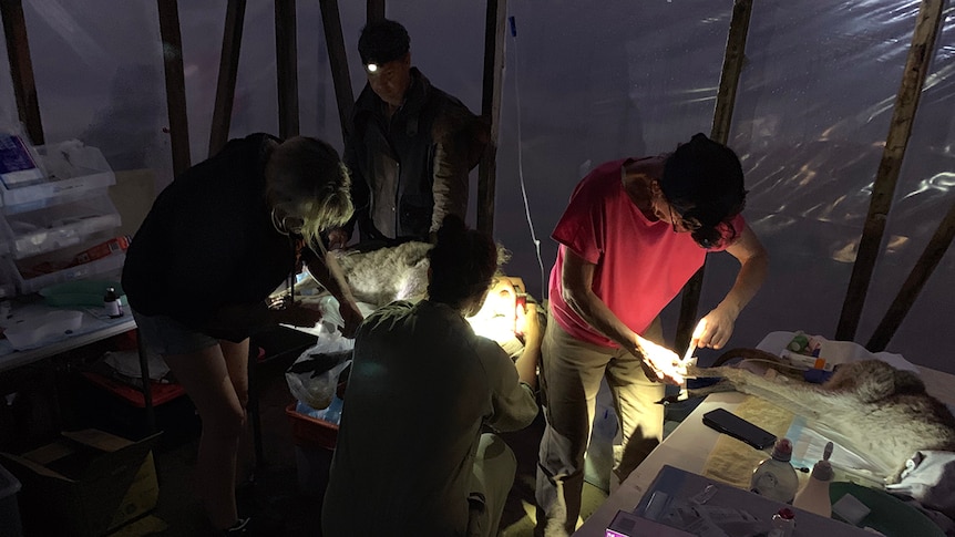 Veterinary team working on injured wildlife in a temporary triage clinic at Cathcart, February 2020