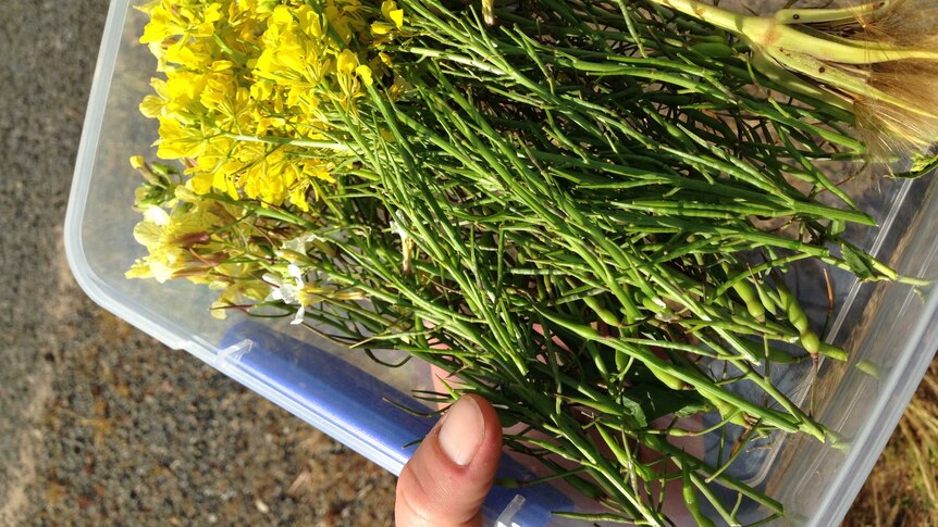 Cut bassica flowers in a plastic container