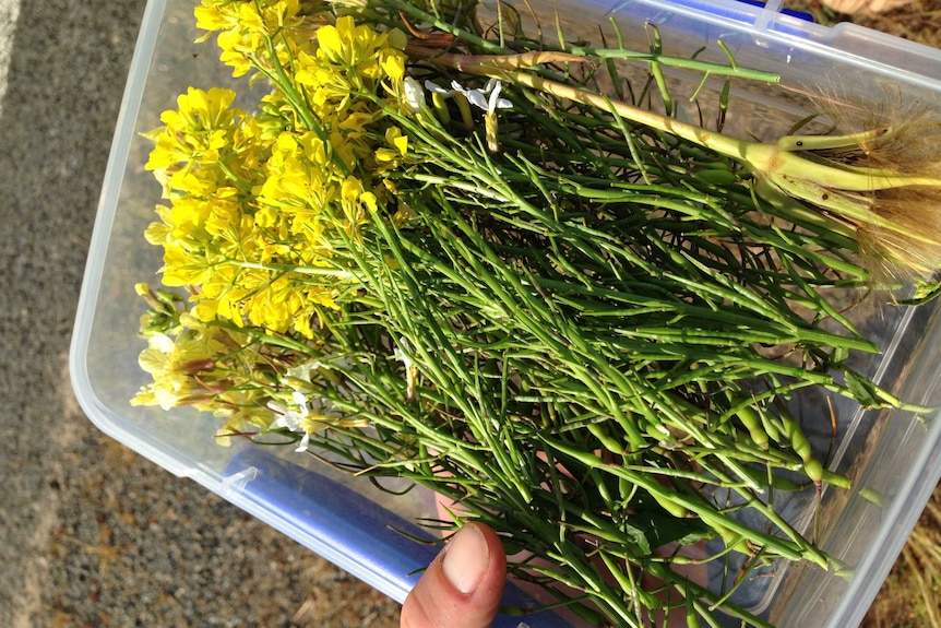 Cut bassica flowers in a plastic container