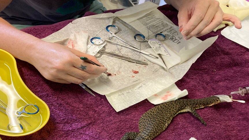 goanna having a lump removed by a vet from its neck