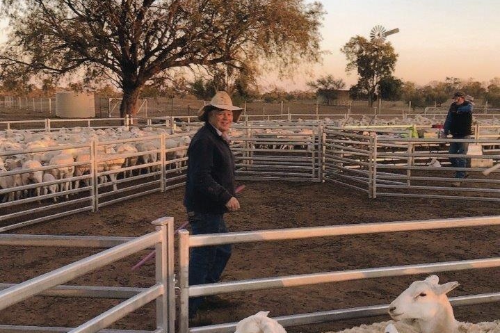 A man walking between pens of sheep in sheep yards