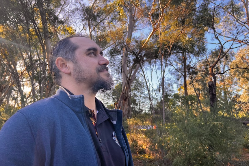 A man looks up into gum trees.