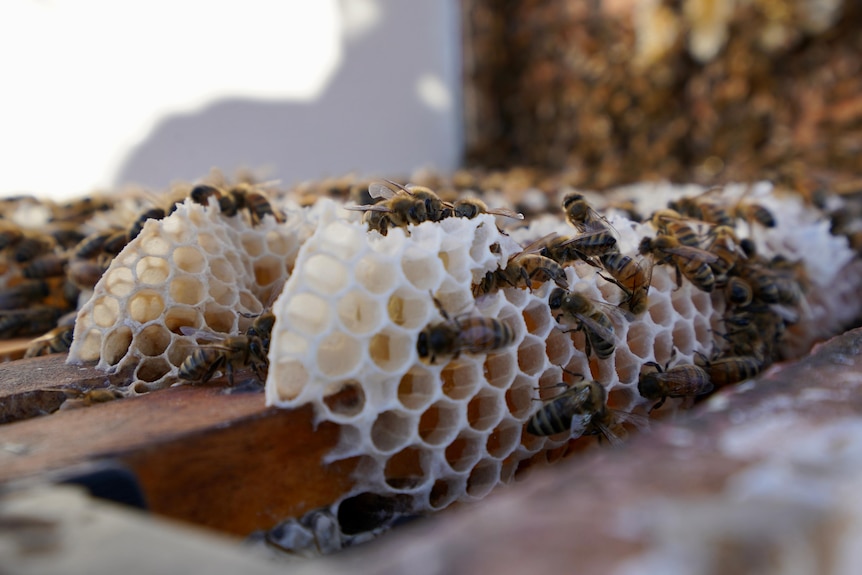 Bees on white honeycomb