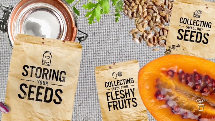 Hessian with seed packets, glass jar, seeds and sliced pumpkin around them