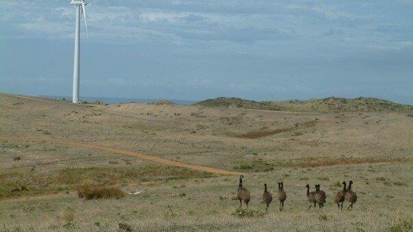 Emus wander near a wind turbine in Victoria.