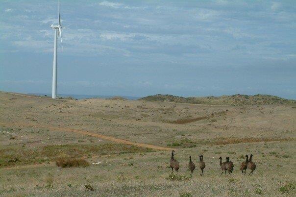 Emus wander near a wind turbine in Victoria, Australia.