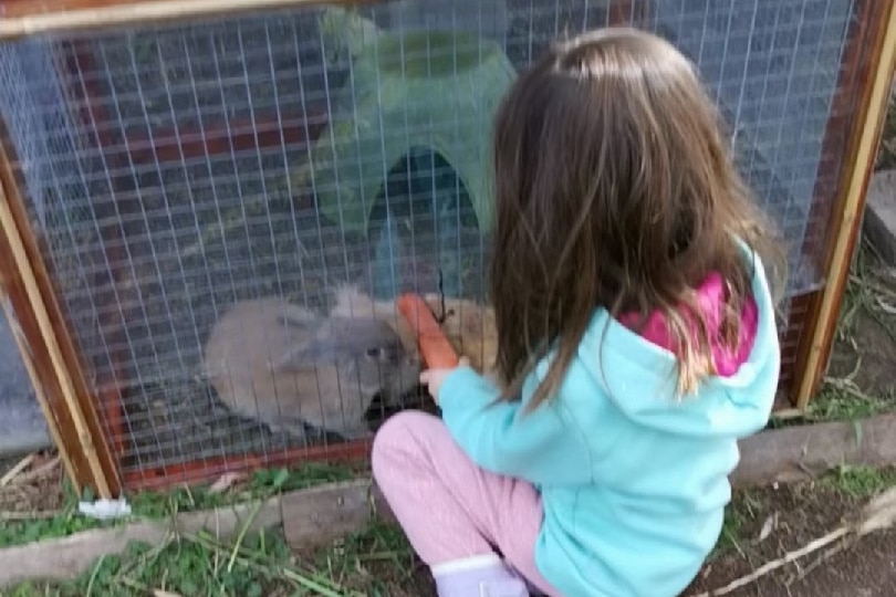 A child holds a carrot towards a rabbit in a hutch.