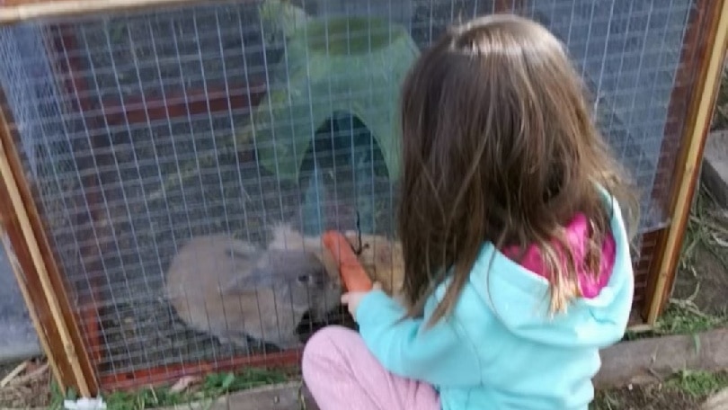 A child holds a carrot towards a rabbit in a hutch.