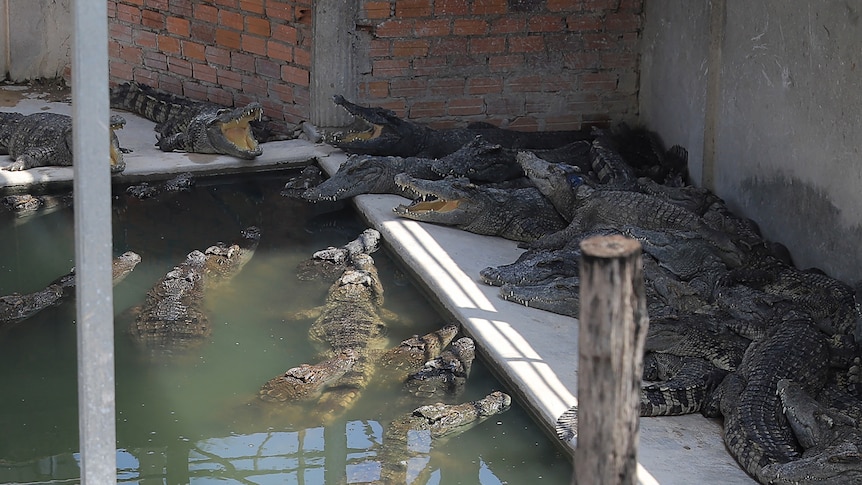 Several crocodiles in an enclosure stacked on top of each other. 