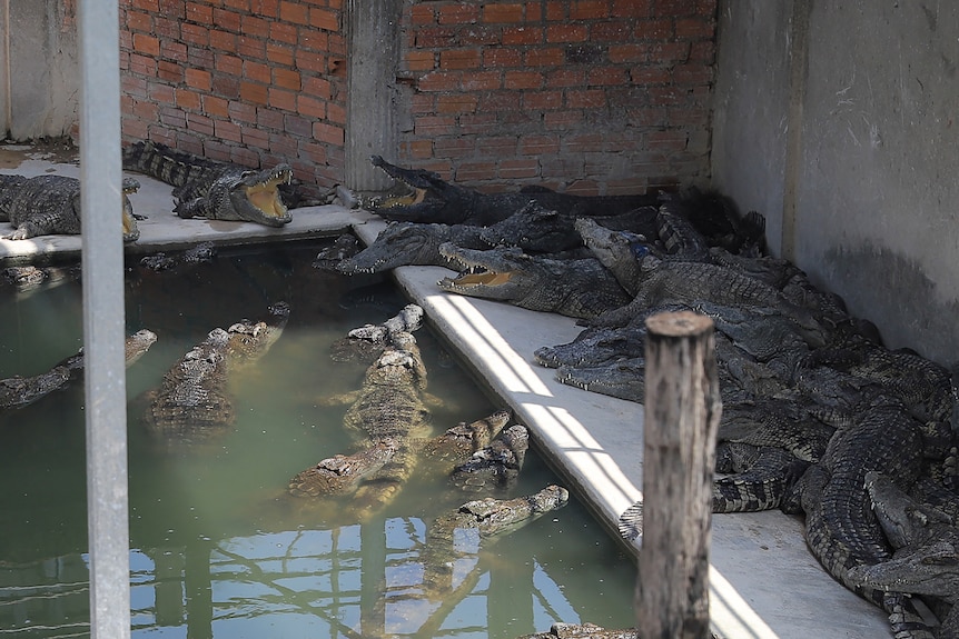 Several crocodiles in an enclosure stacked on top of each other. 