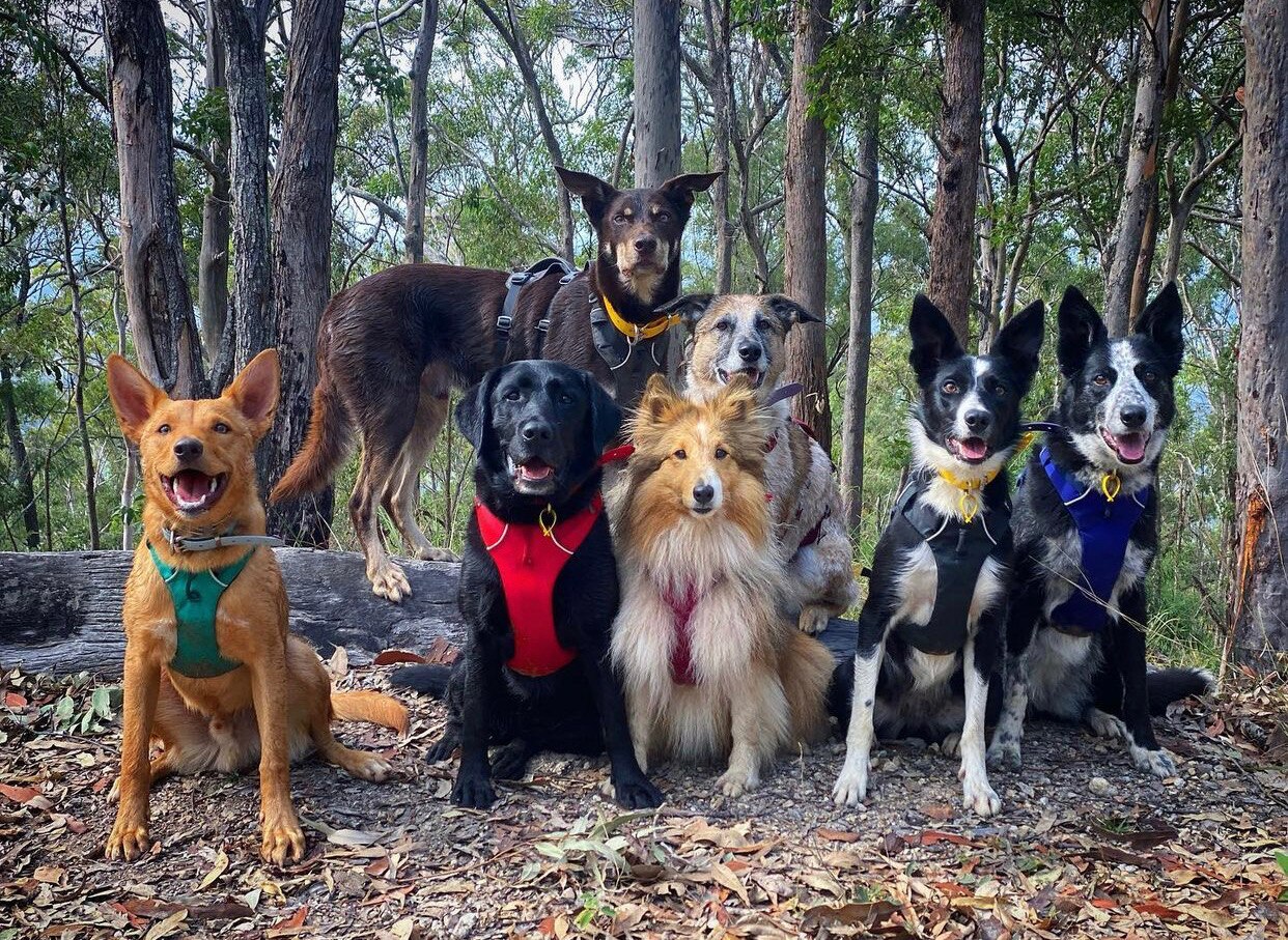 What Does A 6 Month Old Australian Kelpie Puppy Like To Eat