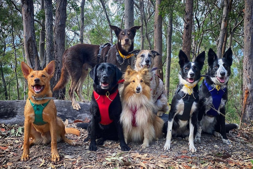 Seven dogs sit looking at camera with harnesses on in a bush setting