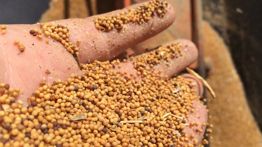 A hand holding hundreds of yellow mustards seeds