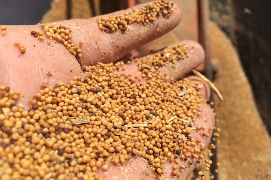 A hand holding hundreds of yellow mustards seeds