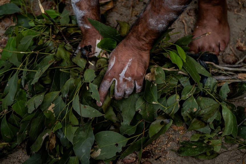 A close up of an Indigenous persons hands holding branches of a tree. 