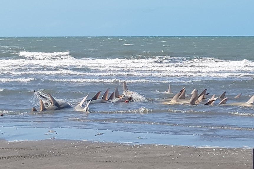 Fins of sea creatures trapped in gillnets near the ocean's shore