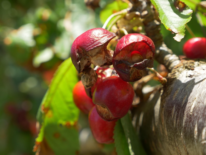 Cherries damaged on the trees from rain.