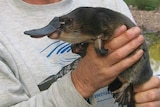 A platypus in a man's hands.