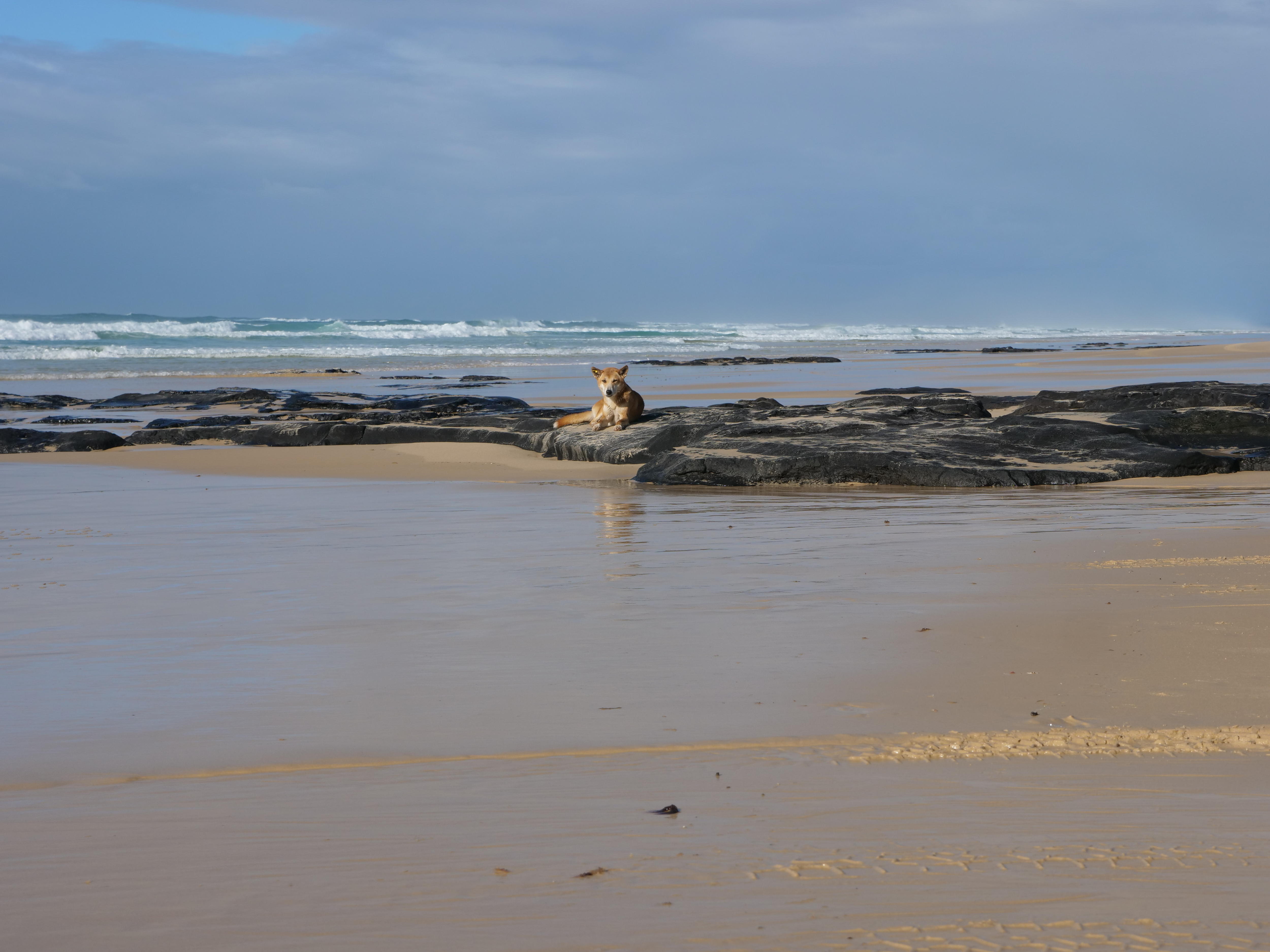 Dingo attacks on K'gari (Fraser Island) spark school holiday warnings