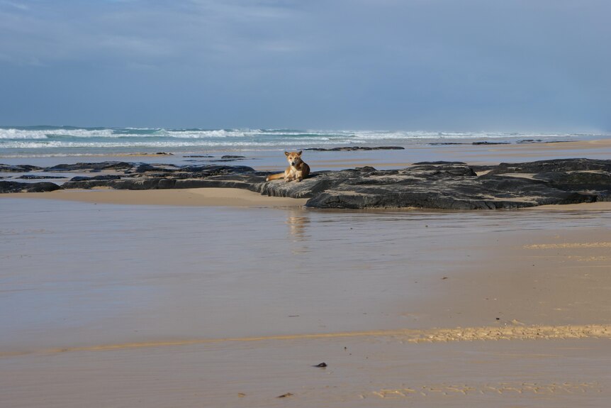 A dingo lies on rocks on the shore of a beach.