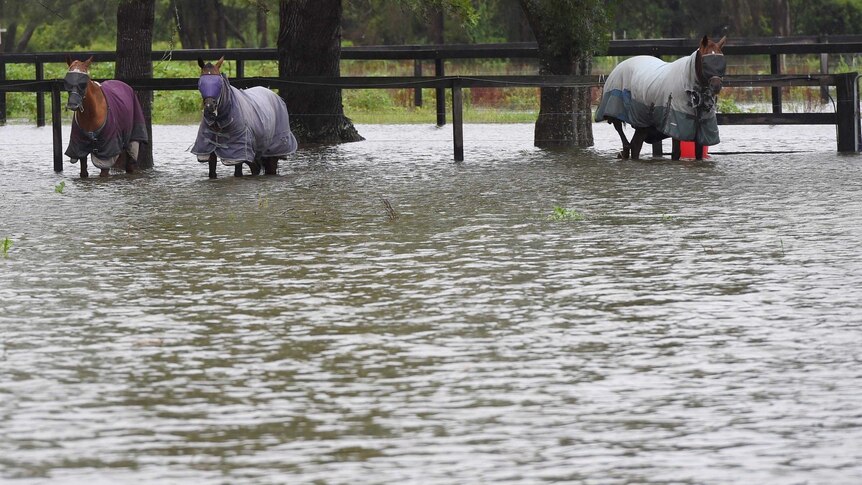 Horses stand knee deep in floodwaters on a property.