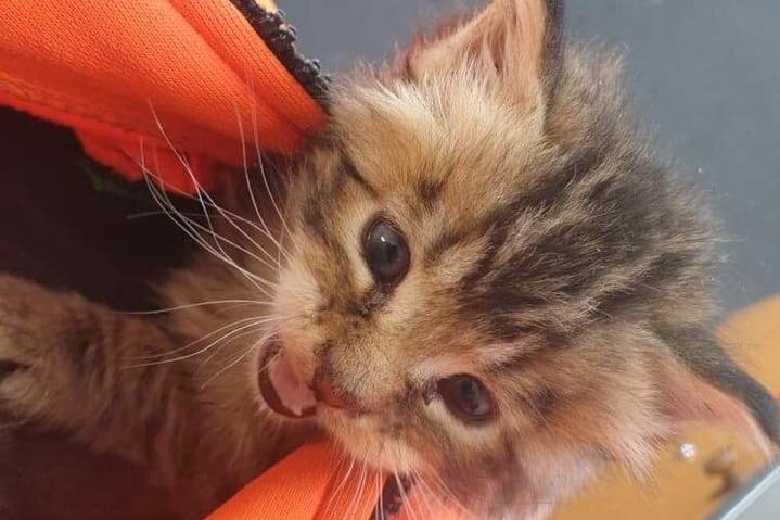The kitten which clawed its way out of a garbage compactor in Tasmania, takes refuge inside a waste management worker's vest.