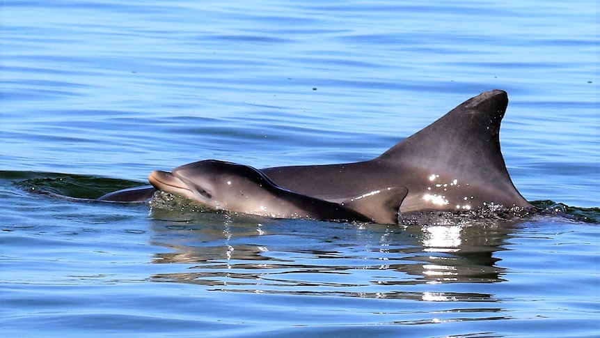 A dolphin with a calf in calm water